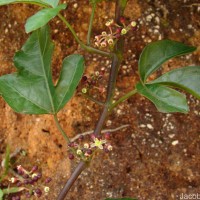 Cissus gardneri Thwaites